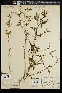 Bidens discoidea image