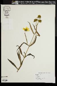 Bidens laevis image