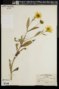 Bidens laevis image