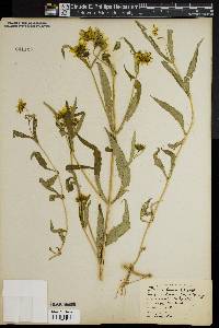 Bidens laevis image