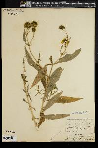 Bidens laevis image