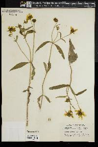 Bidens laevis image