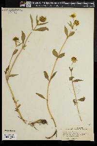 Bidens laevis image