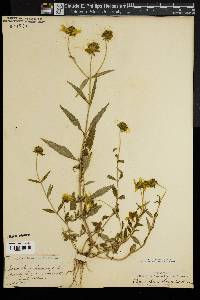 Bidens laevis image