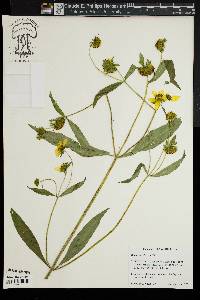 Bidens laevis image