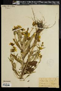 Bidens laevis image