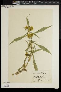 Bidens laevis image