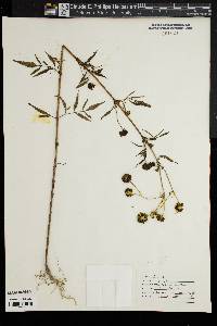 Bidens polylepis image