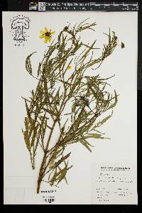 Bidens polylepis image