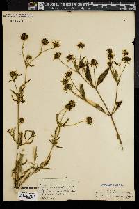 Bidens aristosa image