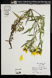 Bidens polylepis image