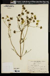 Bidens polylepis image