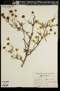 Bidens polylepis image