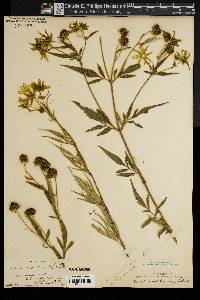 Bidens aristosa image