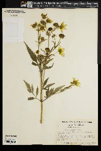 Bidens polylepis image