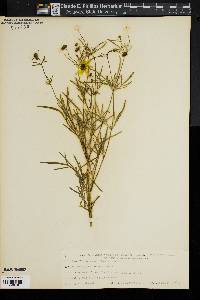 Bidens mitis image