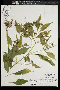 Bidens tripartita image