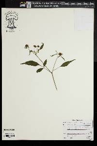 Bidens vulgata image