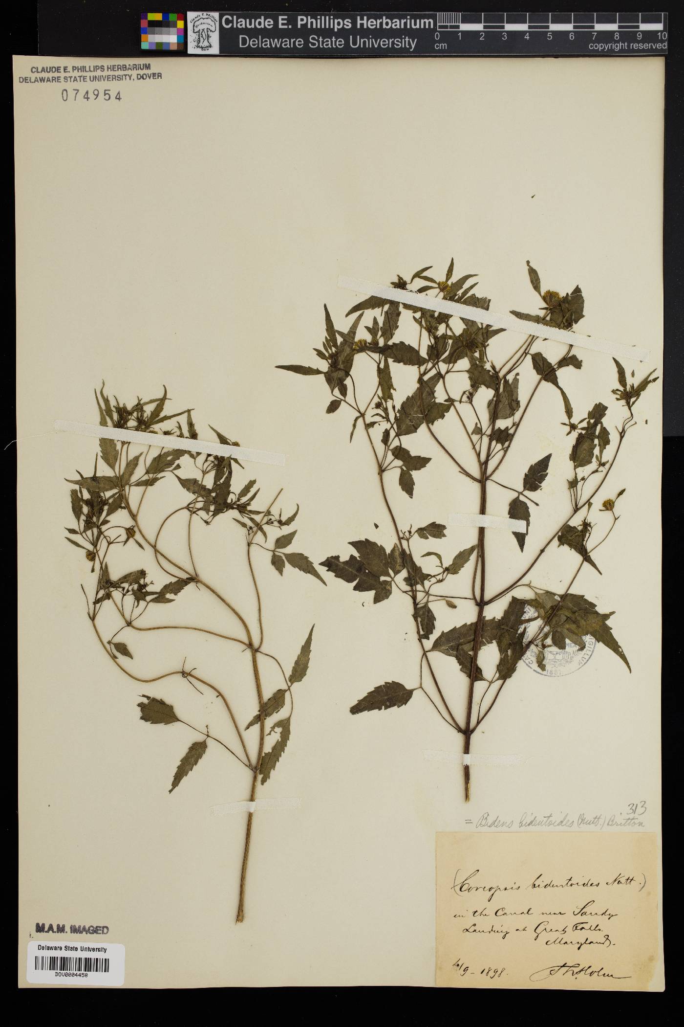 Bidens bidentoides image