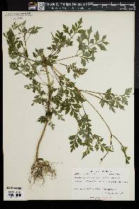 Bidens bipinnata image