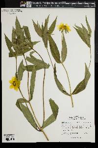 Bidens laevis image