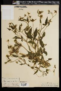 Bidens melanocarpa image