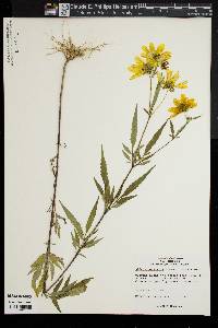 Bidens polylepis image