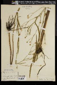 Boltonia asteroides image