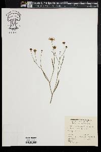 Boltonia asteroides image