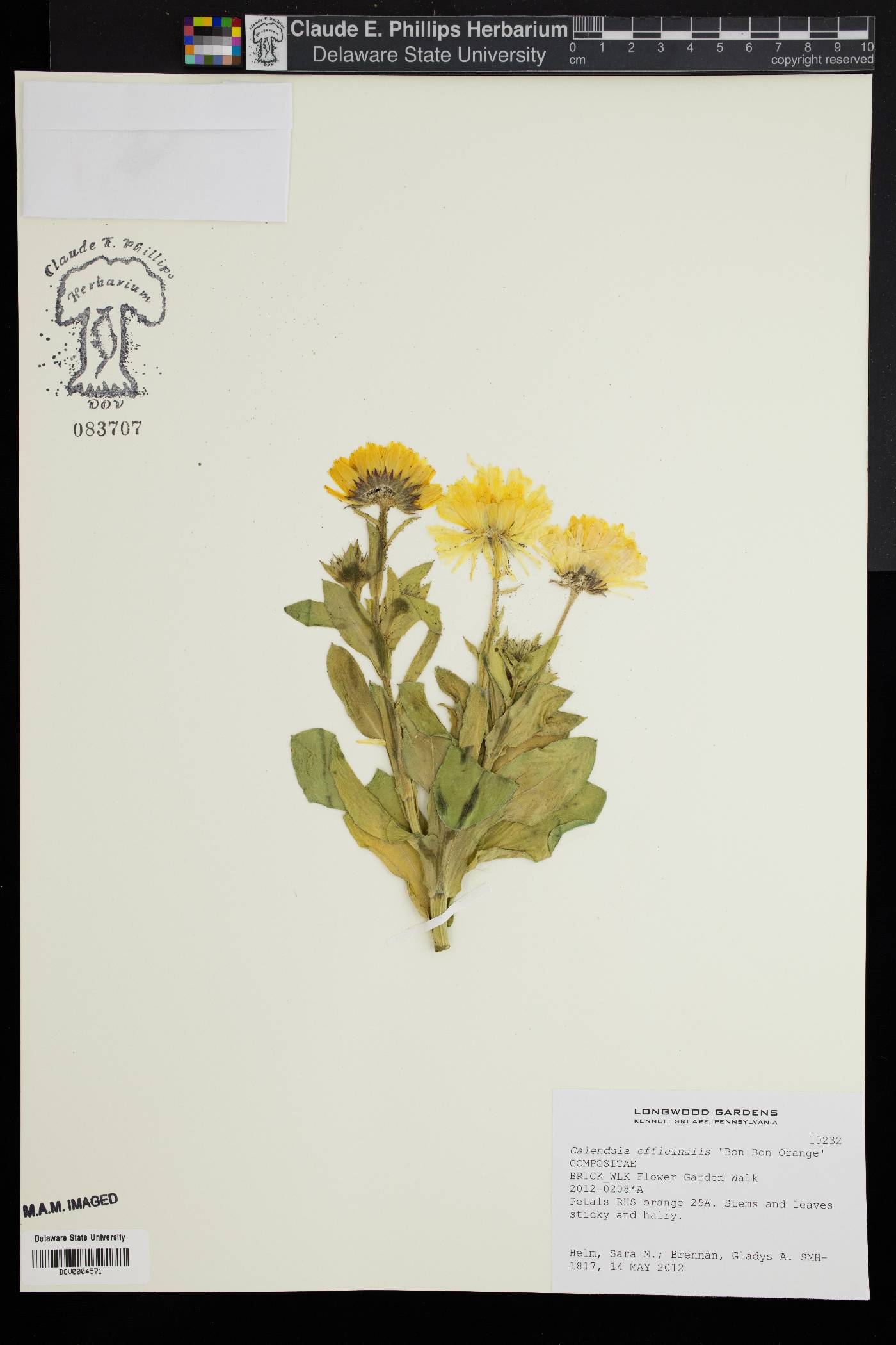 Calendula officinalis image