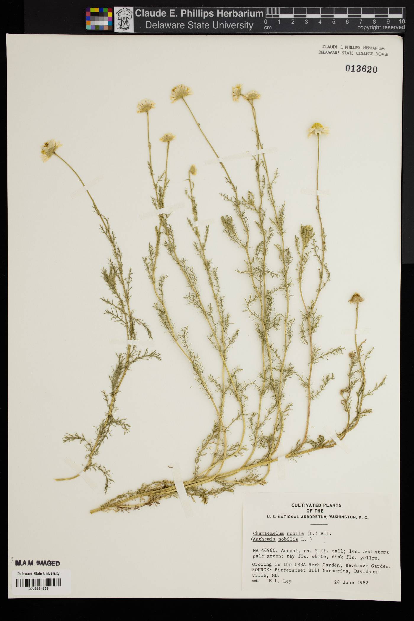 Chamaemelum nobile image