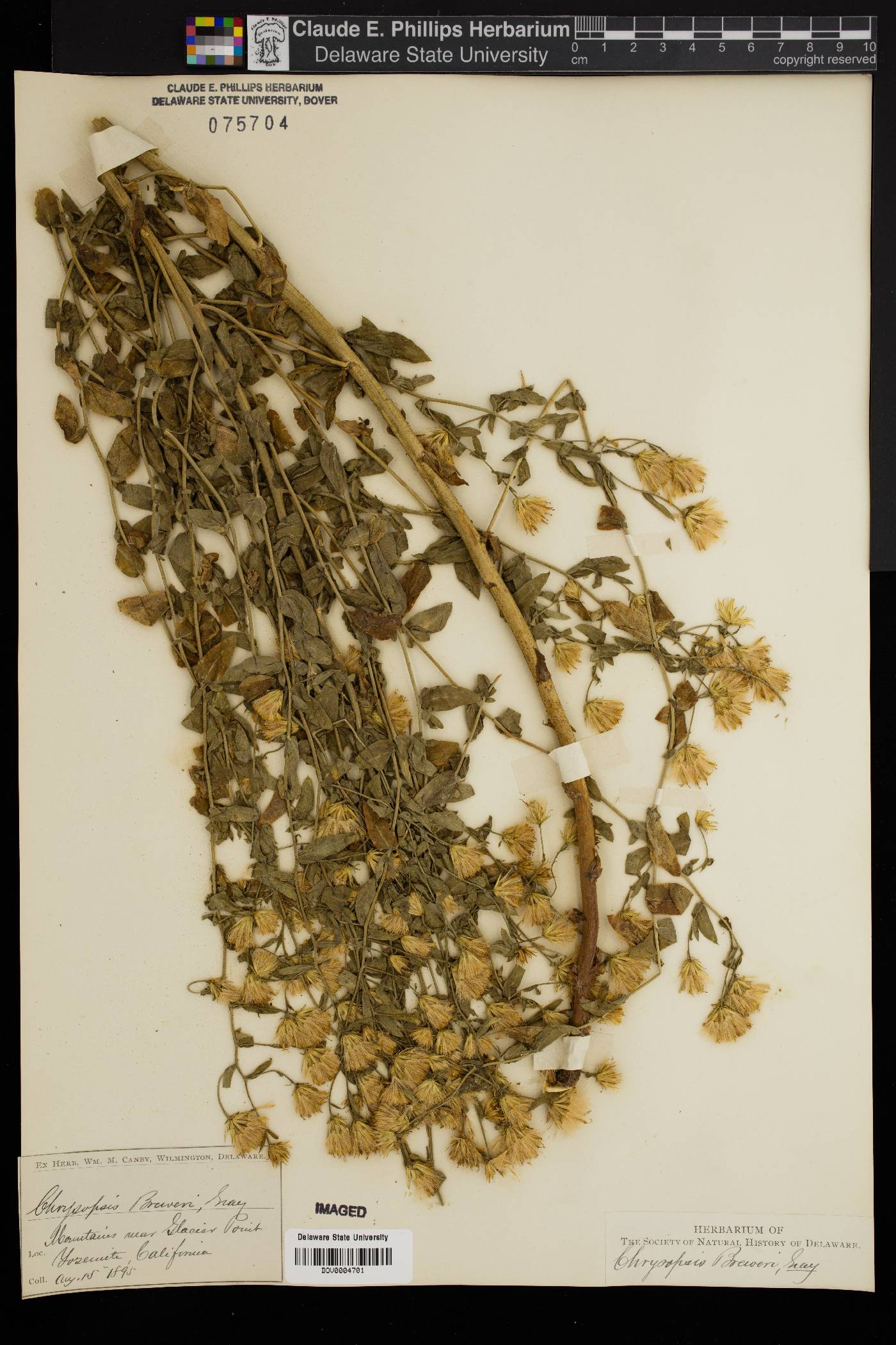 Chrysopsis breweri image