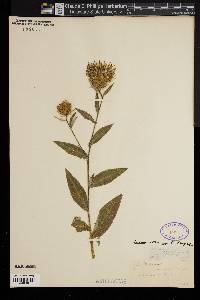 Cirsium altissimum image