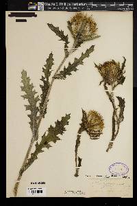 Cirsium horridulum image