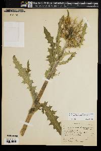 Cirsium horridulum image