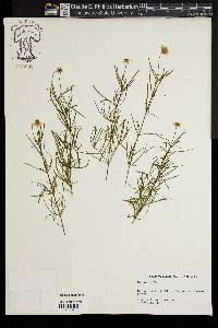 Coreopsis rosea image