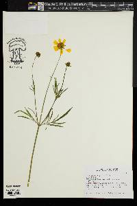 Coreopsis delphiniifolia image