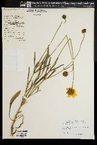 Coreopsis palmata image