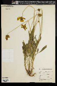 Coreopsis tinctoria image