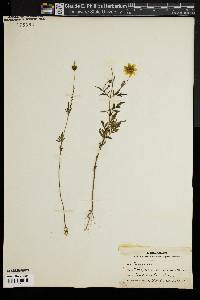 Coreopsis trichosperma image