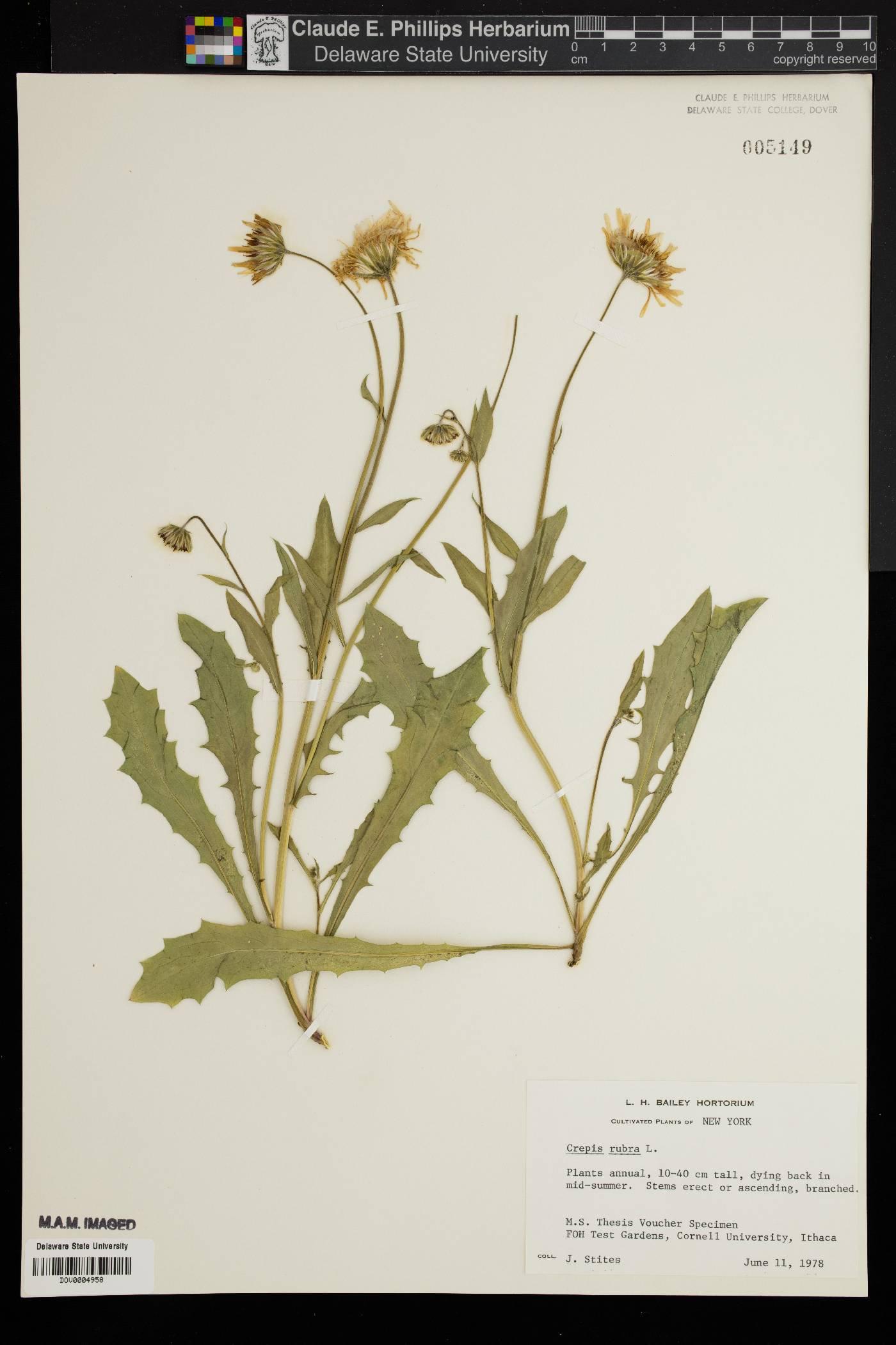 Crepis rubra image