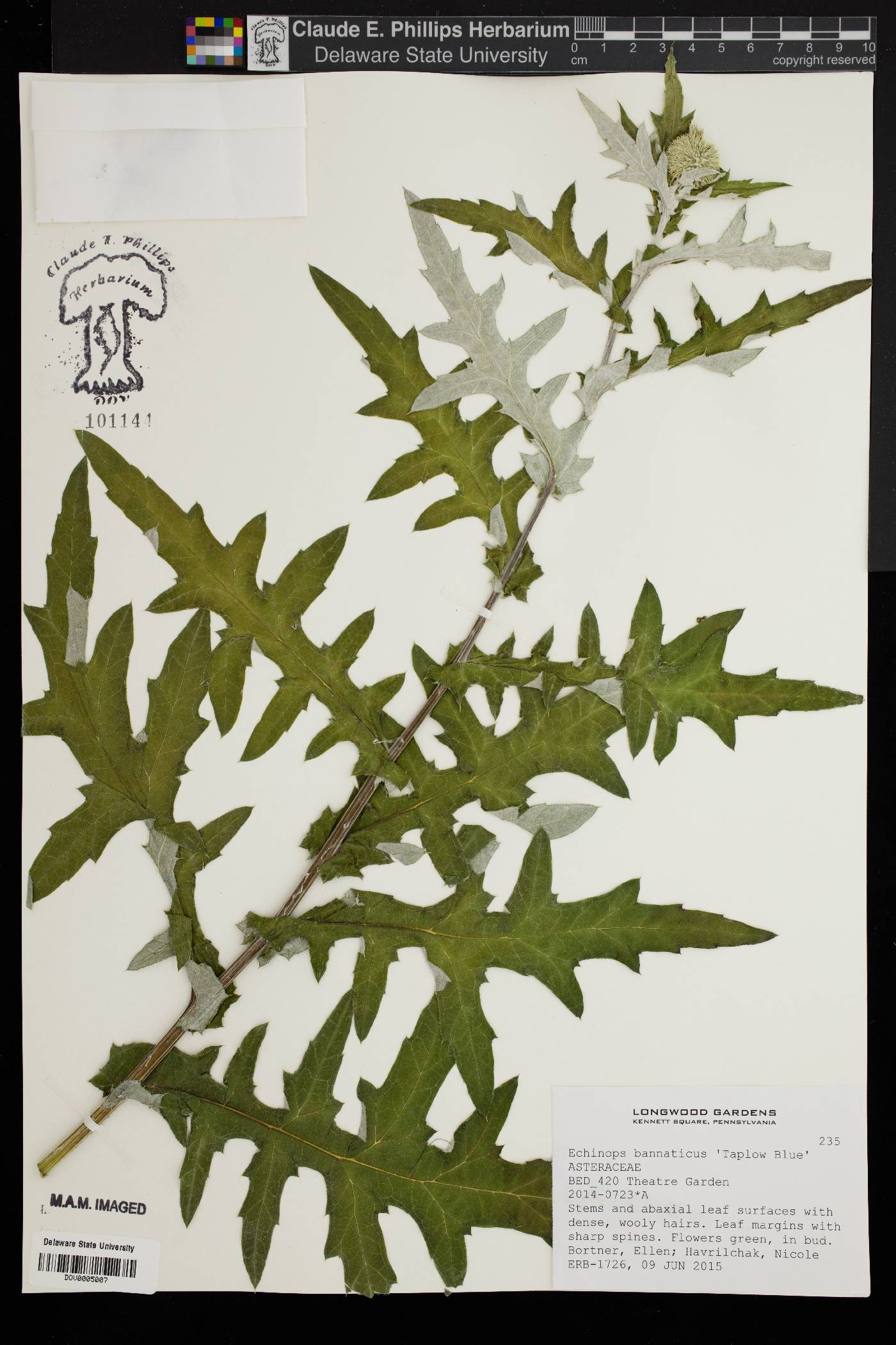 Echinops bannaticus image