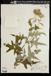 Echinops exaltatus image