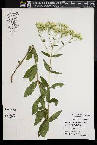 Eupatorium album image