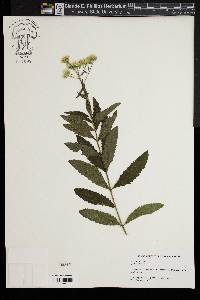 Eupatorium album image