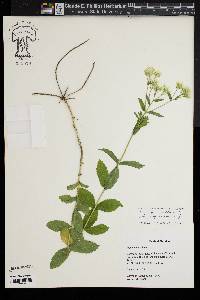 Eupatorium album image