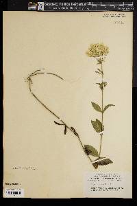 Eupatorium album image