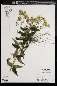 Eupatorium album image