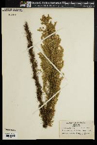 Eupatorium capillifolium image