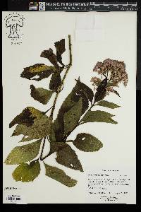 Eupatorium dubium image